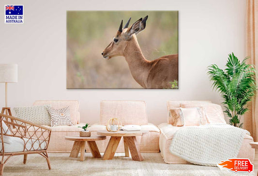 Impala in Forest Side View Photograph Print 100% Australian Made