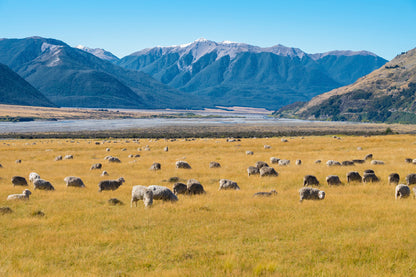 Sheep on Grass Field & Mountains Scenery Photograph Print 100% Australian Made