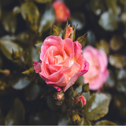 Square Canvas Pink Rose Closeup View Photograph High Quality Print 100% Australian Made