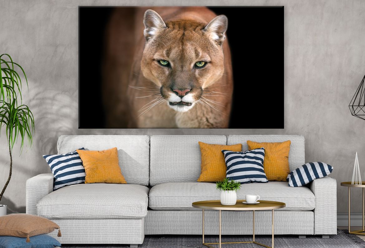 Puma Mountain Lion Face Print Ready to hang 100% Australian Made