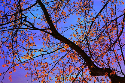 Branch Leaf Foliage View From Below Print 100% Australian Made