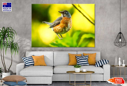 Robin Bird Closeup View Photograph Print 100% Australian Made