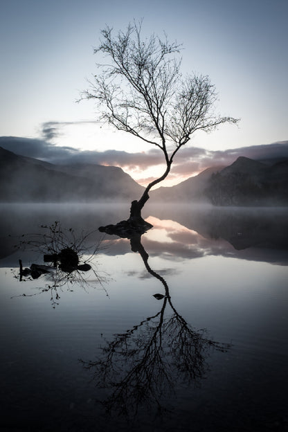 Leafless Tree on Lake & Mountains Photograph Print 100% Australian Made