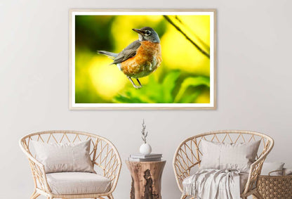 Robin Bird Closeup View Photograph Home Decor Premium Quality Poster Print Choose Your Sizes