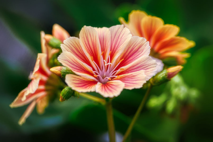 Alstroemeriaceae Flower Closeup View Photograph Home Decor Premium Quality Poster Print Choose Your Sizes