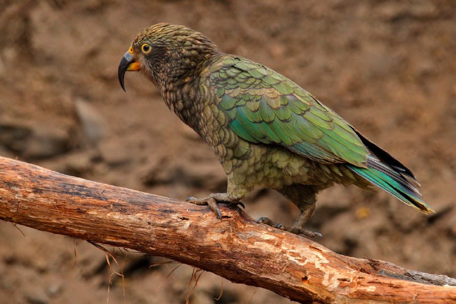 Bella Home Kea Parrot Mountain In The New Zealand Print Canvas Ready to hang