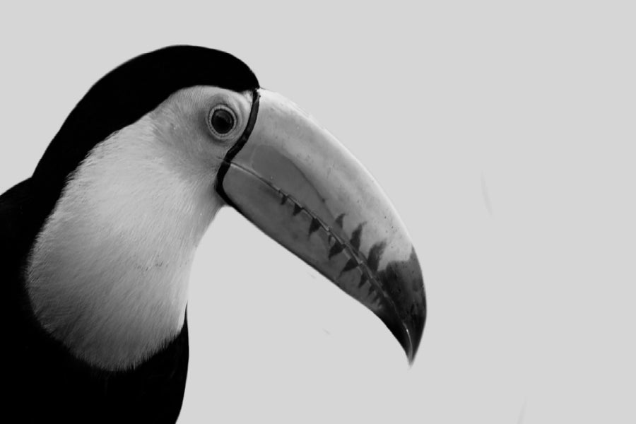 Toco Toucan Bird B&W Photograph Print 100% Australian Made