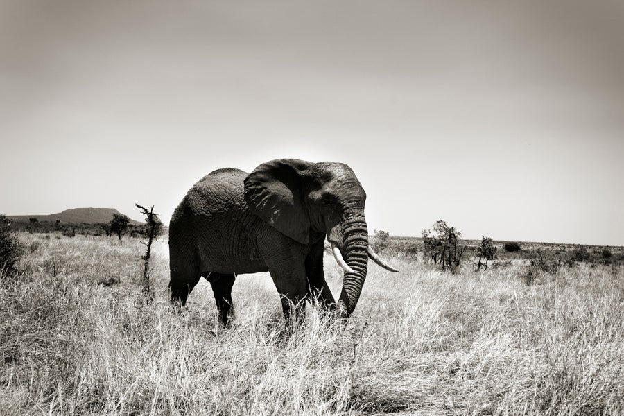 Elephant on Grass Field B&W View Photograph Print 100% Australian Made