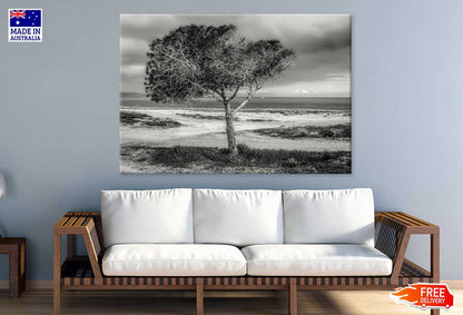 Alone Tree near Seashore B&W View Photograph Print 100% Australian Made