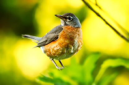 Robin Bird Closeup View Photograph Home Decor Premium Quality Poster Print Choose Your Sizes