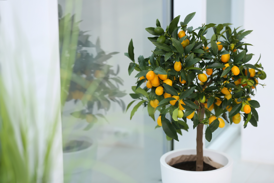 Small Lemon Trees In Pot Photograph Print 100% Australian Made