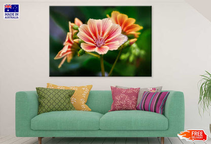 Alstroemeriaceae Flower Closeup Photograph Print 100% Australian Made