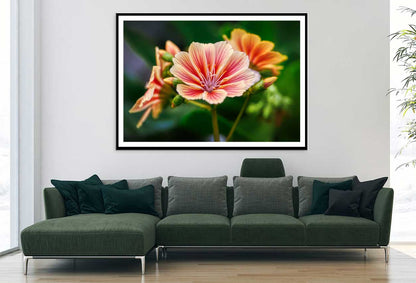 Alstroemeriaceae Flower Closeup View Photograph Home Decor Premium Quality Poster Print Choose Your Sizes