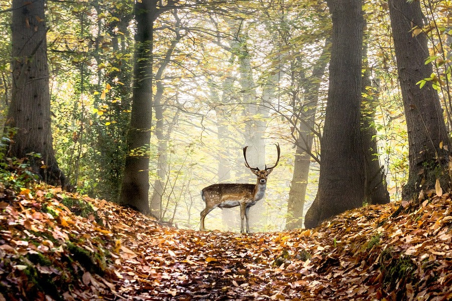 Deer in Autumn Forest Photograph Print 100% Australian Made