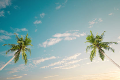 Coconut Palm Trees & Blue Sky View Photograph Home Decor Premium Quality Poster Print Choose Your Sizes