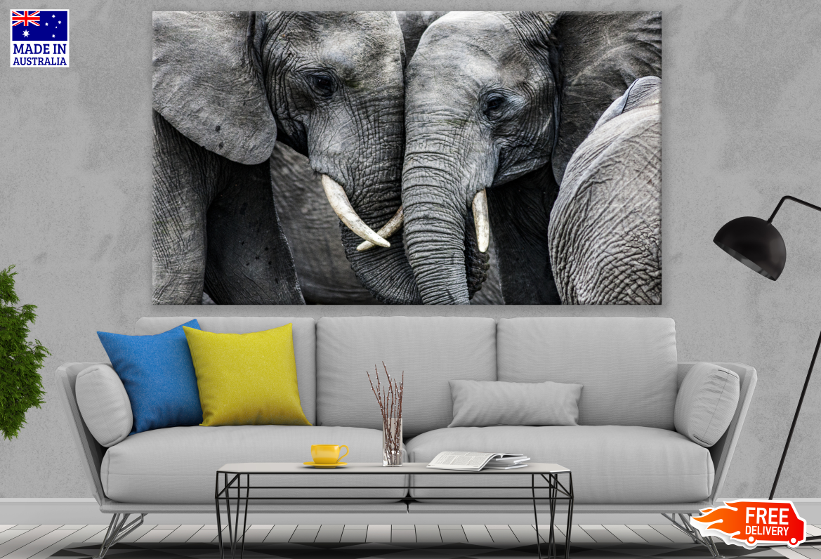 Elephant Couple Portrait Photography Print 100% Australian Made