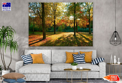 Maple Trees Autumn Scenery Photograph Print 100% Australian Made