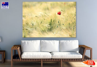 Wild Poppy Flower Sunset Photograph Print 100% Australian Made