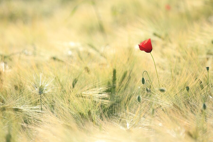 Wild Poppy Flower Sunset Photograph Print 100% Australian Made