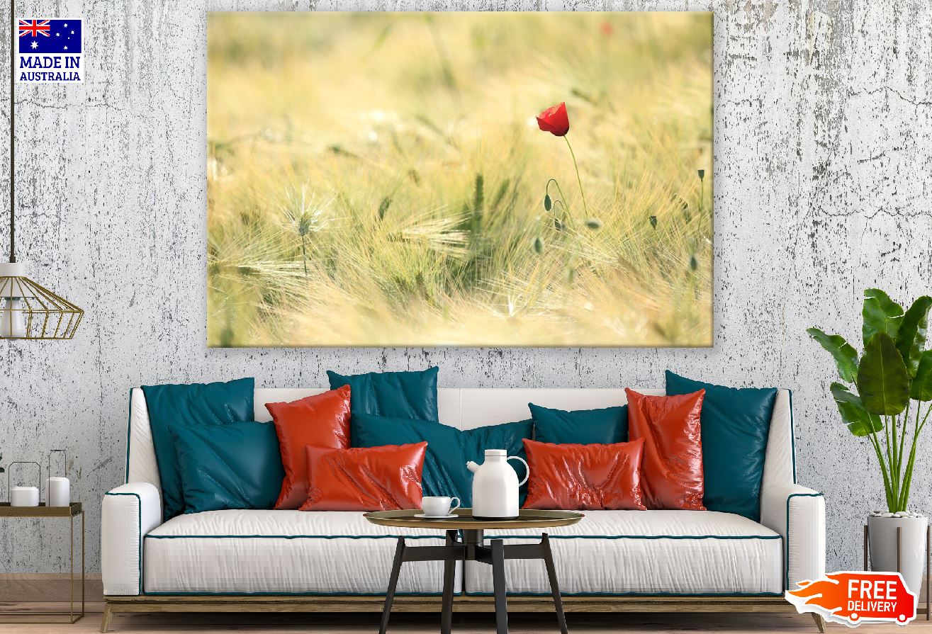 Wild Poppy Flower Sunset Photograph Print 100% Australian Made