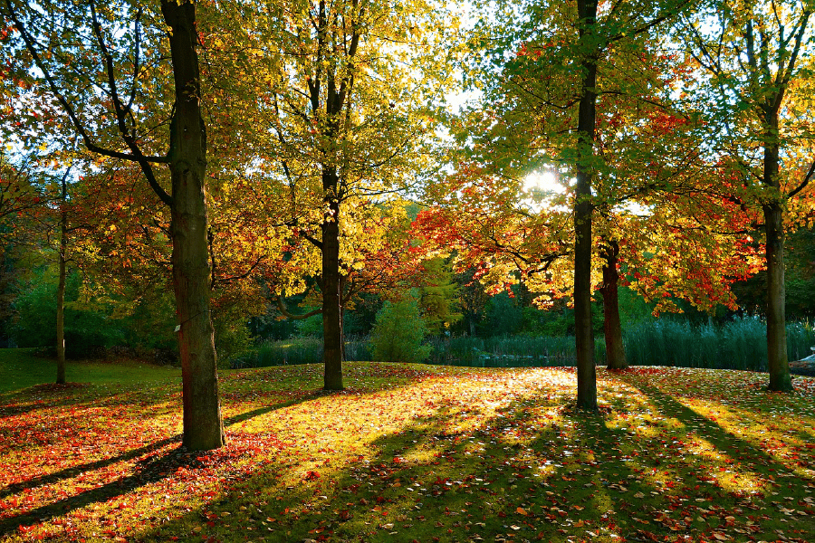 Maple Trees Autumn Scenery Photograph Print 100% Australian Made