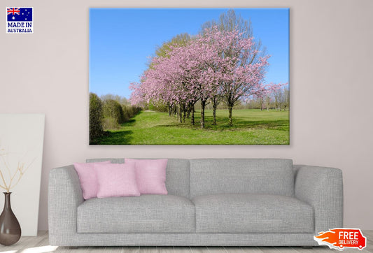 Cherry Blossom Trees Photograph Print 100% Australian Made