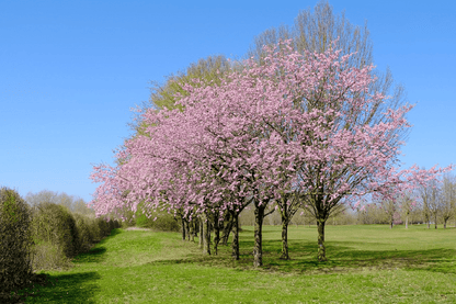 Cherry Blossom Trees Photograph Print 100% Australian Made