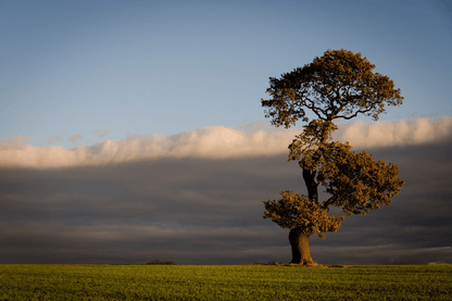 Old Tree on Grass Field Photograph Print 100% Australian Made