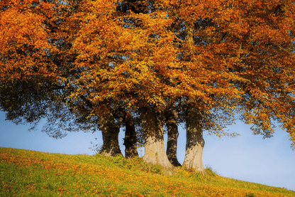 Northern Red Oak Trees Autumn Scenery Photograph Print 100% Australian Made