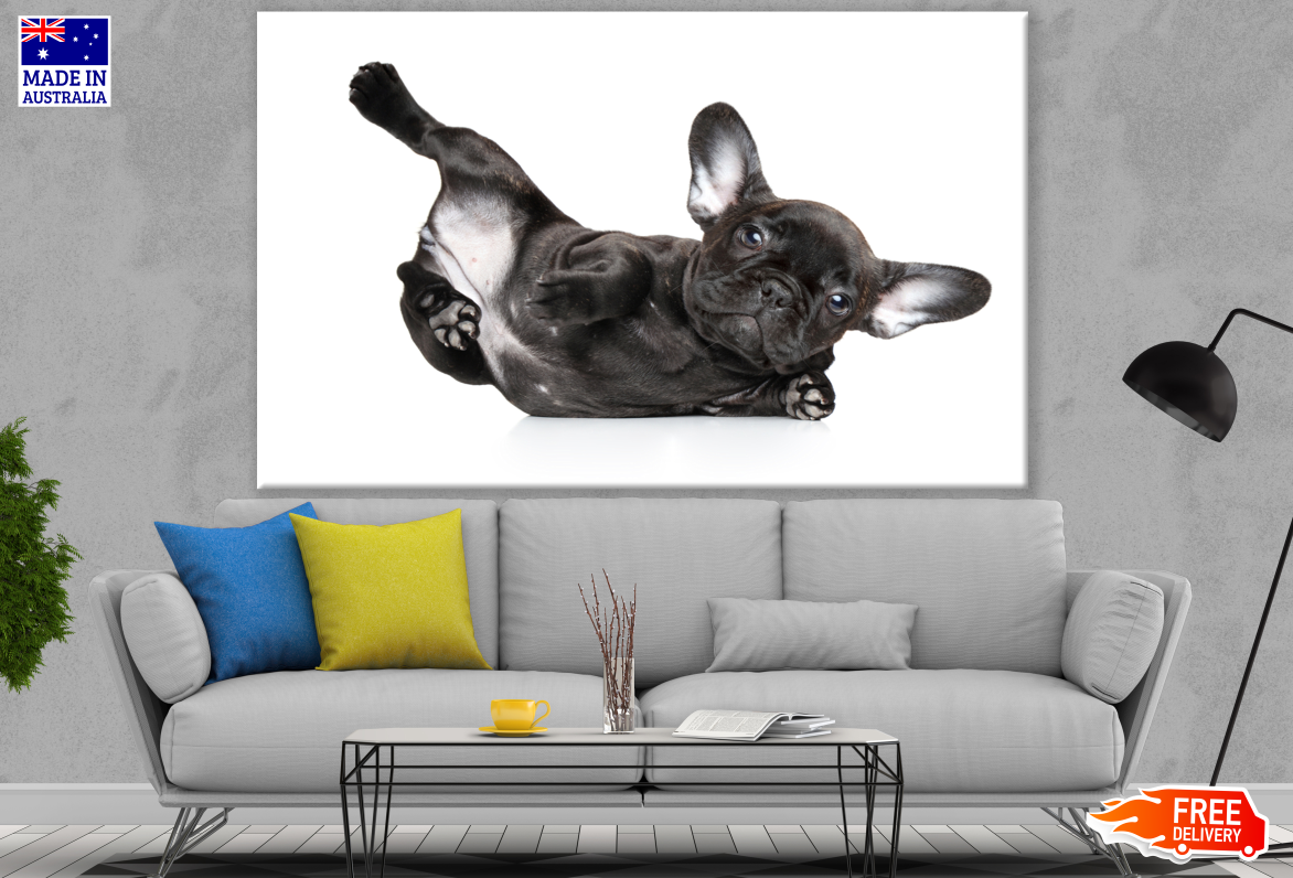 Cute Puppy Photograph Print 100% Australian Made