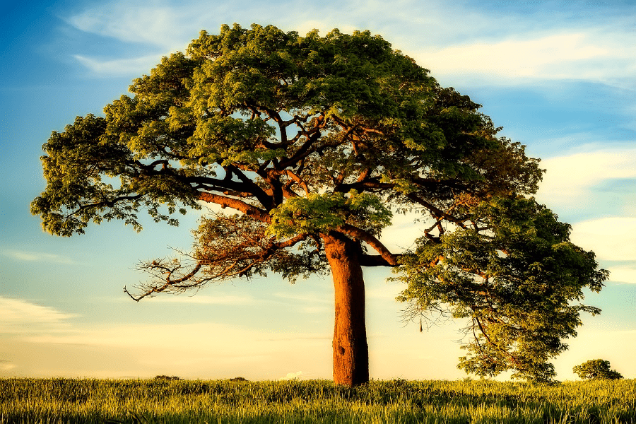 Old Tree Under Blue Sky Photograph Print 100% Australian Made