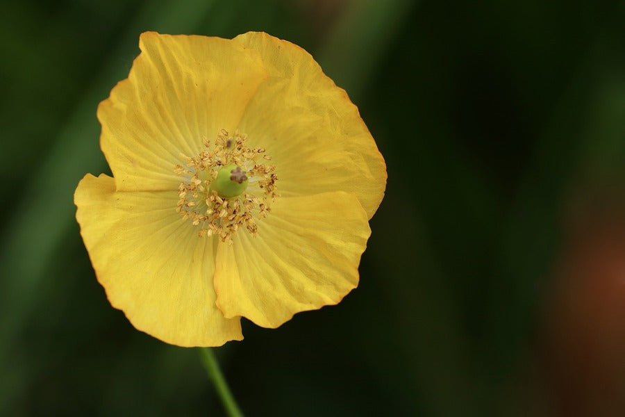 Yellow Poppy Flower Closeup Photograph Print 100% Australian Made