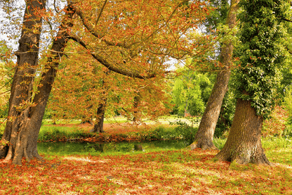 Autumn Trees Park Photograph Print 100% Australian Made