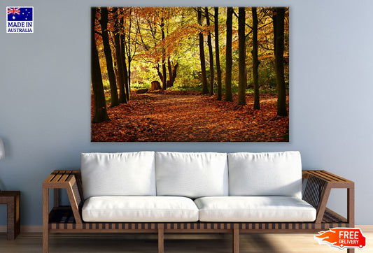 Autumn Forest Trees Photograph Print 100% Australian Made