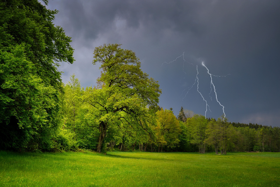 Forest & Lightning Photograph Print 100% Australian Made