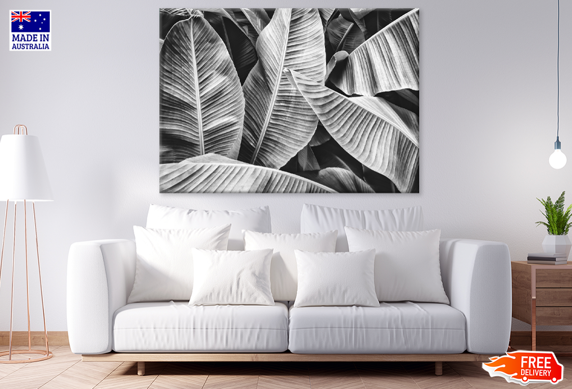 B&W Banana Leaves Closeup Photograph Print 100% Australian Made