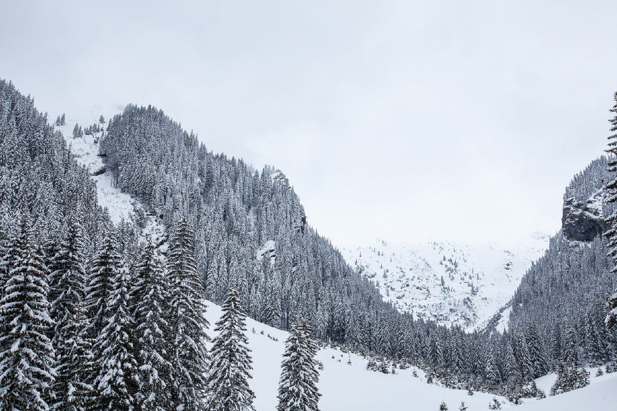 Pine Snow Covered Forest View Photograph Print 100% Australian Made