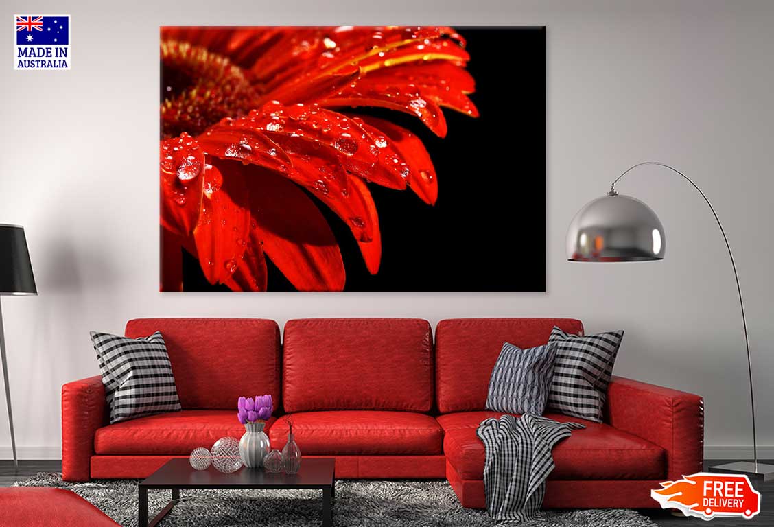 Water Drop on Red Daisy Flower Photograph Print 100% Australian Made