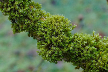 Branch Tree Moss Photograph Print 100% Australian Made