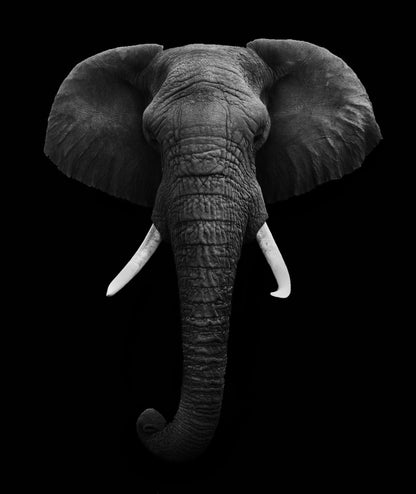 Elephant Portrait B&W Photograph Print 100% Australian Made