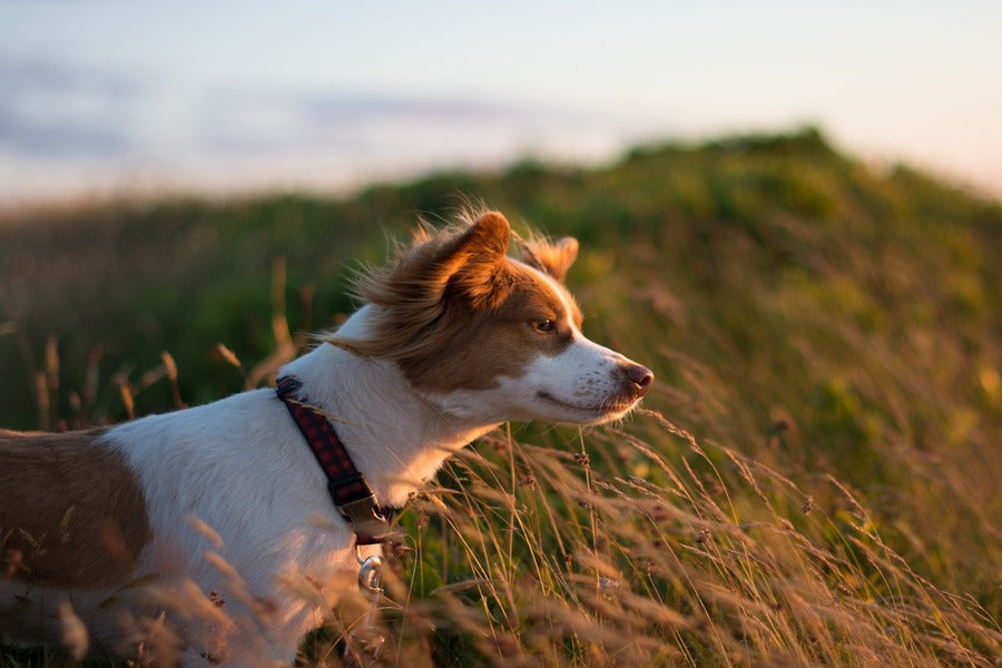 Dog Closeup Sunset Photograph Print 100% Australian Made