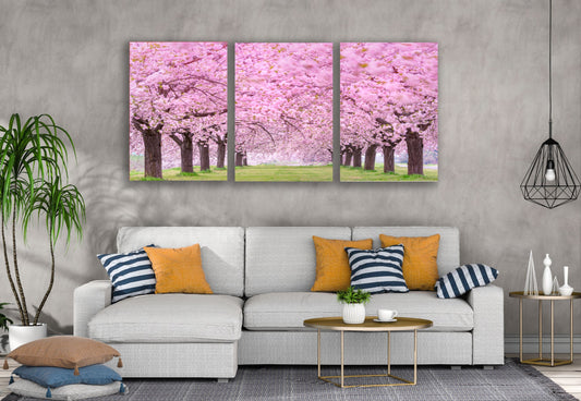 3 Set of Blossom Tree Park Photograph High Quality Print 100% Australian Made Wall Canvas Ready to Hang