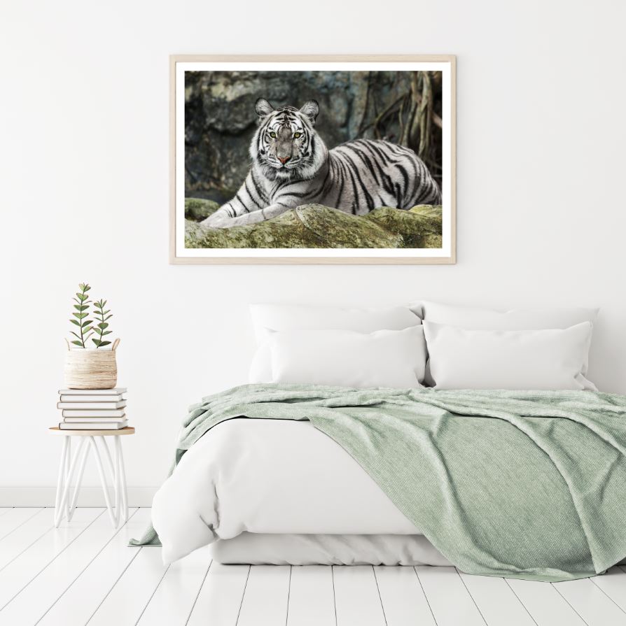 White Tiger Closeup Photograph Home Decor Premium Quality Poster Print Choose Your Sizes