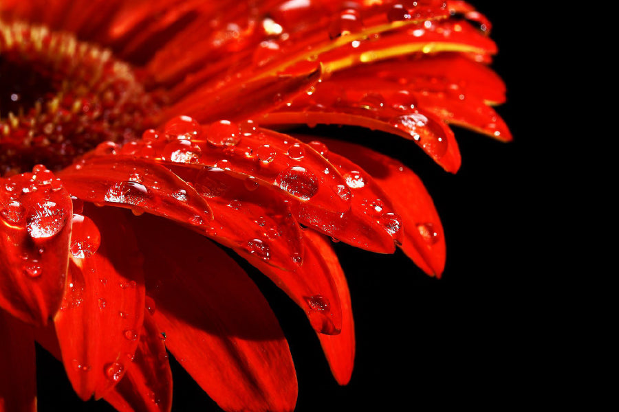 Water Drop on Red Daisy Flower Photograph Print 100% Australian Made