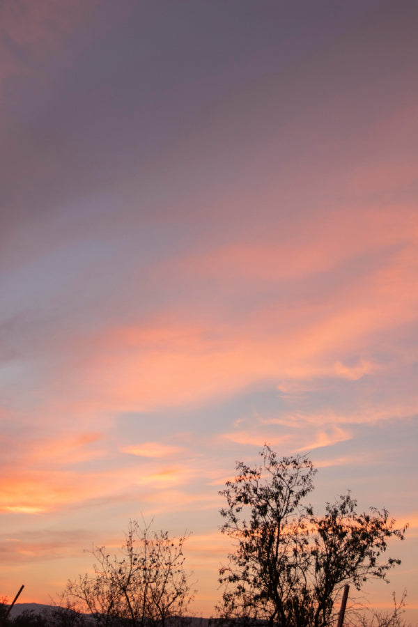 Leafless Trees Sunset Sky View Photograph Print 100% Australian Made