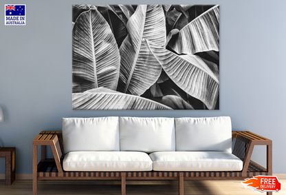 B&W Banana Leaves Closeup Photograph Print 100% Australian Made