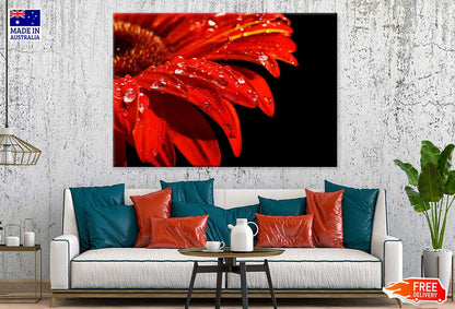 Water Drop on Red Daisy Flower Photograph Print 100% Australian Made