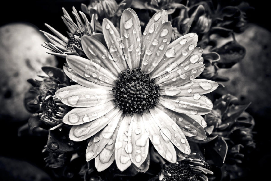 Aster Flower Closeup B&W View Photograph Print 100% Australian Made