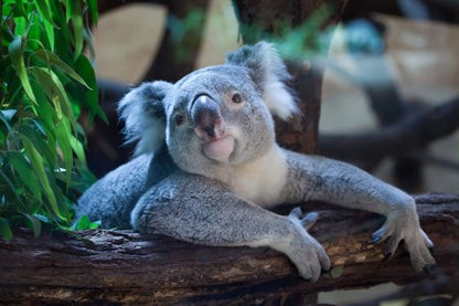 Koala Bear on Tree Photograph Home Decor Premium Quality Poster Print Choose Your Sizes