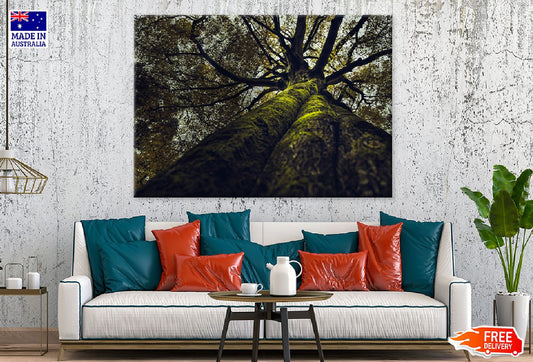 Thick Old Tree View From Below Photograph Print 100% Australian Made